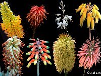Aloe mix